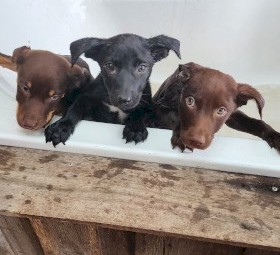 4 males and 1 female Australian Kelpie