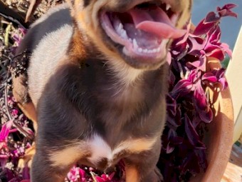 4 males and 1 female Australian Kelpie