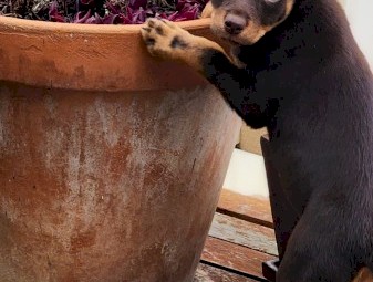 4 males and 1 female Australian Kelpie