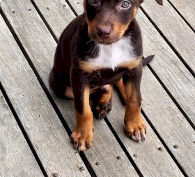 4 males and 1 female Australian Kelpie