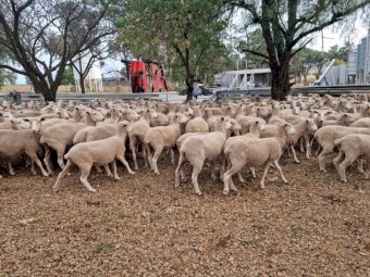240 First Cross Ewes 