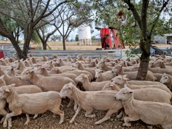 240 First Cross Ewes 
