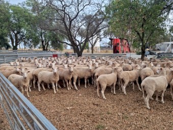 240 First Cross Ewes 