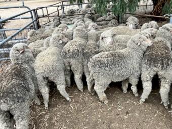 100 x Merino Wether Weaners