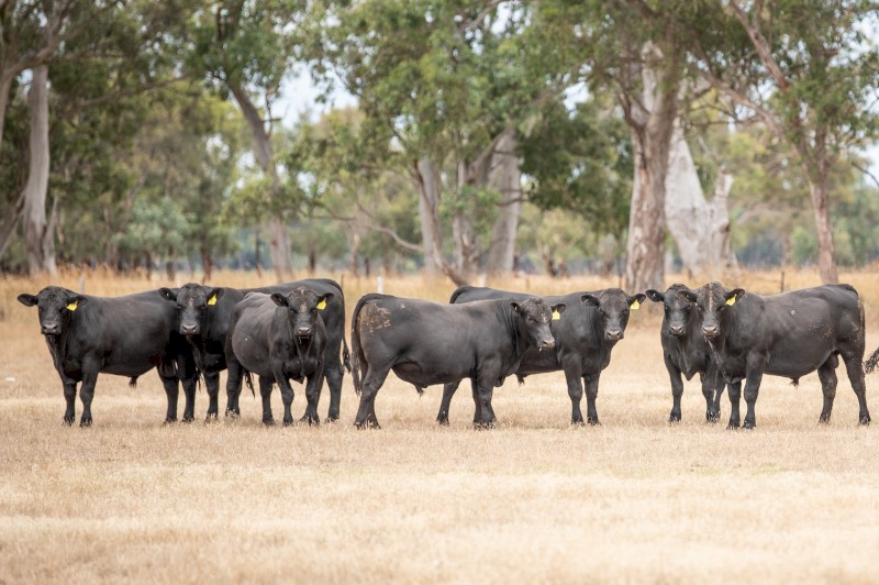 APR Registered Angus Bulls - Offers Considered