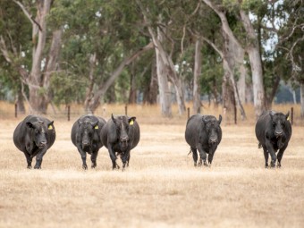 APR Registered Angus Bulls - Offers Considered