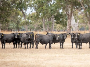 APR Registered Angus Bulls - Offers Considered