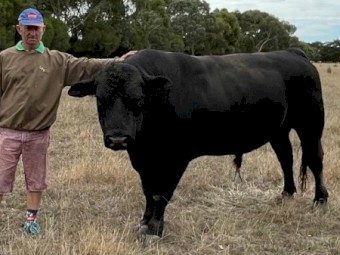 Angus Limousin X bull