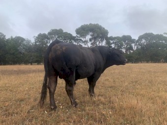 Angus Limousin X bull