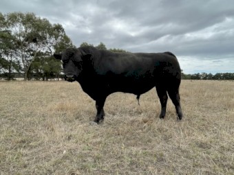 Angus Limousin X bull