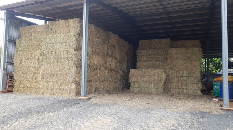 Large square Rhodes grass Hay