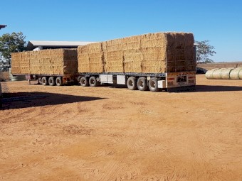 Large square Rhodes grass Hay