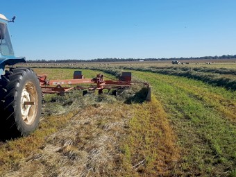 Large square Rhodes grass Hay