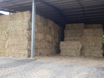 Large square Rhodes grass Hay