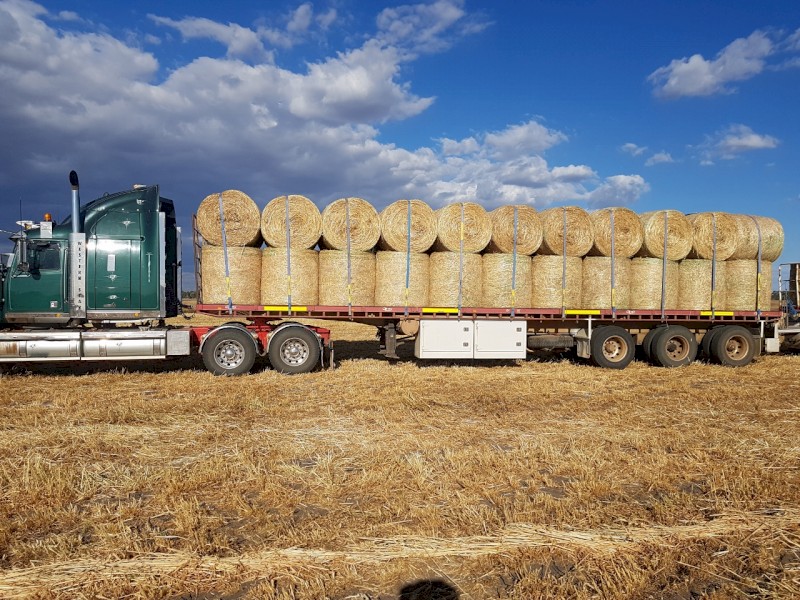 Forage barley 4x4 round bales