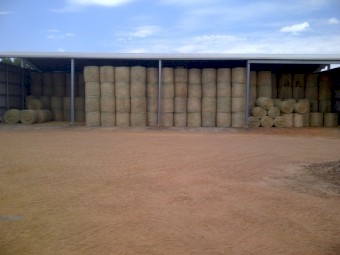 Forage barley 4x4 round bales