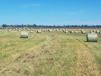 Forage barley 4x4 round bales