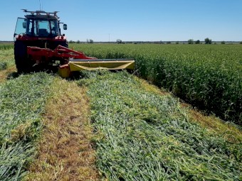Forage barley 4x4 round bales