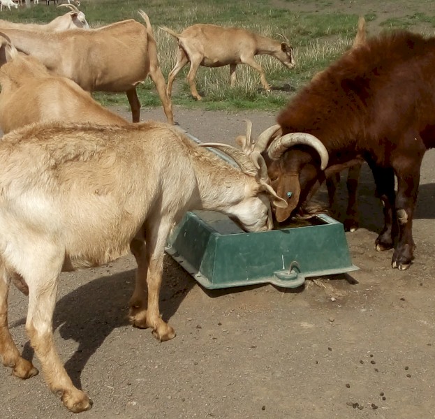 Kalahari cross does 2yrs +