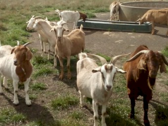 Kalahari cross does 2yrs +