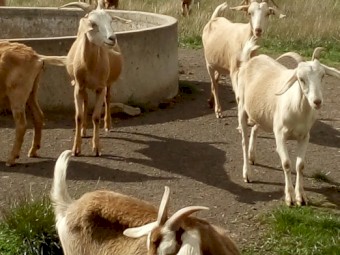 Kalahari cross does 2yrs +