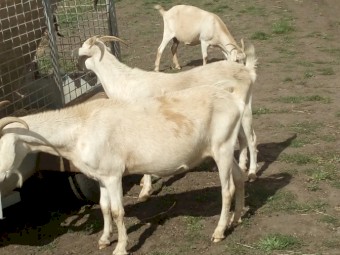 Kalahari cross does 2yrs +