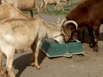 Kalahari cross does 2yrs +