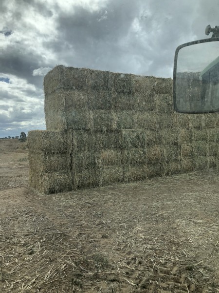 2023 Hay Sudan X sudan Hybrid 