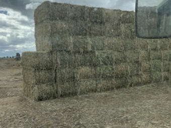 2023 Hay Sudan X sudan Hybrid 