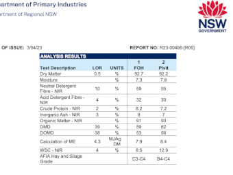 2023 Hay Sudan X sudan Hybrid 
