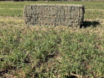 2023 Hay Sudan X sudan Hybrid 