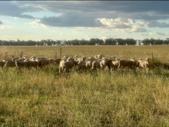 Sheep for sale