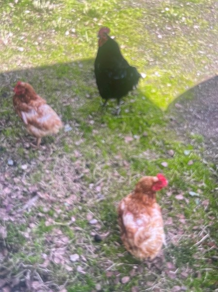 6 Chickens, 3 Duck and a Goose