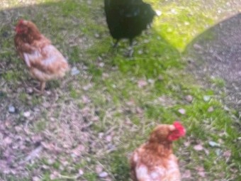 6 Chickens, 3 Duck and a Goose