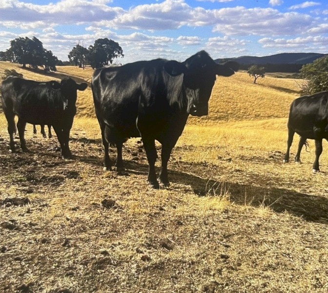 Angus Cross Cows F3