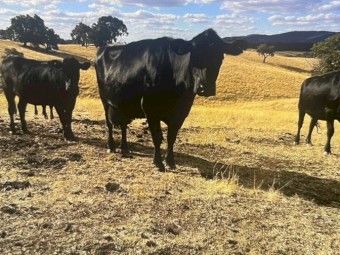 Angus Cross Cows F3