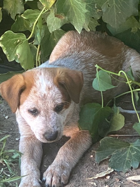 Red Heeler pups for sale