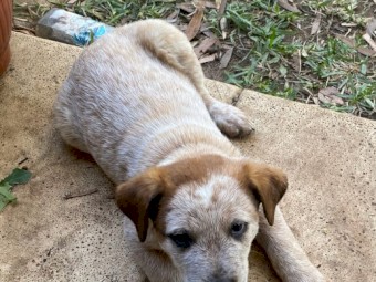 Red Heeler pups for sale