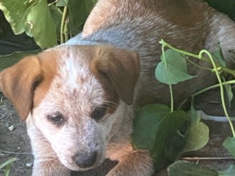 Red Heeler pups for sale