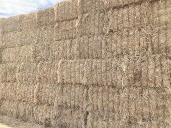 200mt Lucerne Ryegrass 600kg+ 8x4x3 Hay