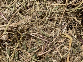 200mt Lucerne Ryegrass 600kg+ 8x4x3 Hay