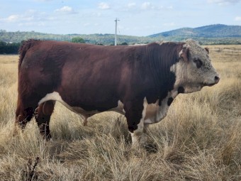 Poll Hereford Bulls