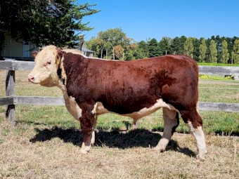Poll Hereford Bulls