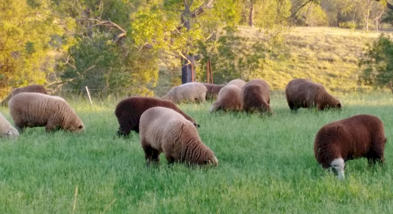 11x2y.o ewes and 9 fat lambs - flock dispersal
