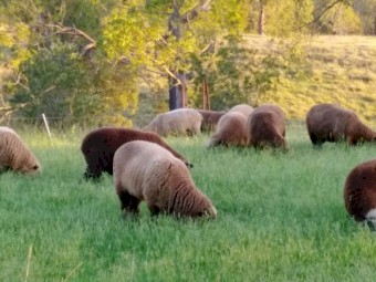 11x2y.o ewes and 9 fat lambs - flock dispersal