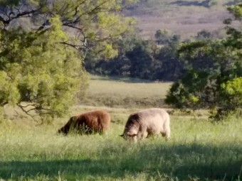 11x2y.o ewes and 9 fat lambs - flock dispersal