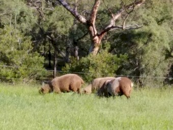 11x2y.o ewes and 9 fat lambs - flock dispersal