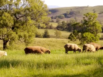 11x2y.o ewes and 9 fat lambs - flock dispersal