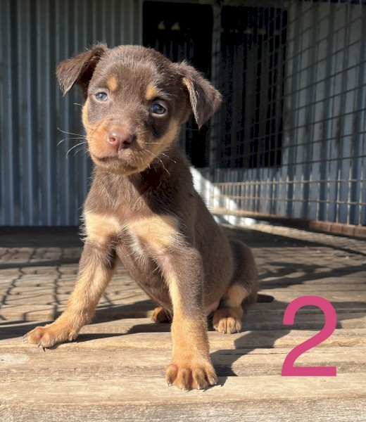 Kelpie Pups Farm Tender