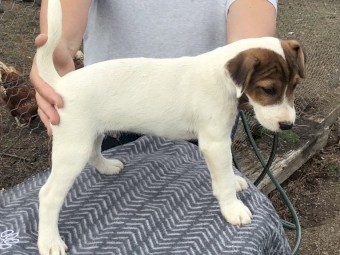 Parson Type Jack Russell Terrier Pup